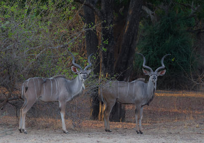 Kudu